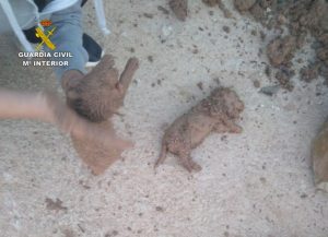 Entierran nueve cachorros vivos en España y causa indignación en el país