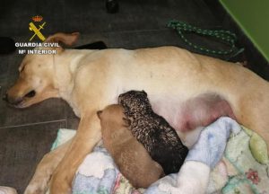 Entierran nueve cachorros vivos en España y causa indignación en el país