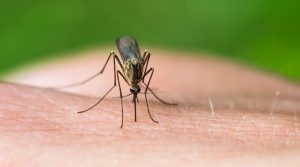 En Brasil se planea vacunar a la población ante la epidemia de fiebre amarilla