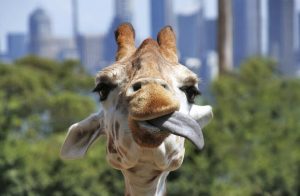 Declaran a las jirafas en peligro de extinción y una muere asfixiada en un zoológico
